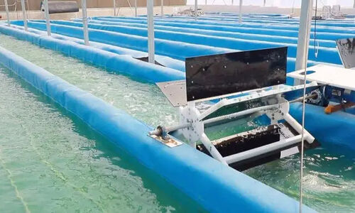 صنعت جلبک؛ راه‌حلی نوظهور برای تضمین امنیت غذایی ایران