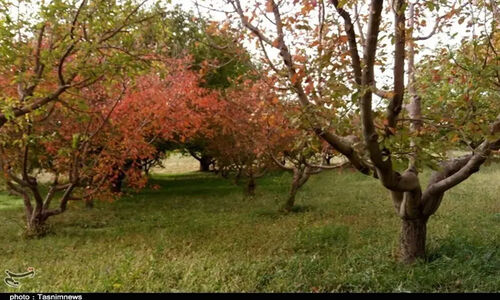 قطع برق زمستانی مزارع زنجان؛ هشدار کشاورزان درباره فعال شدن سارقان!