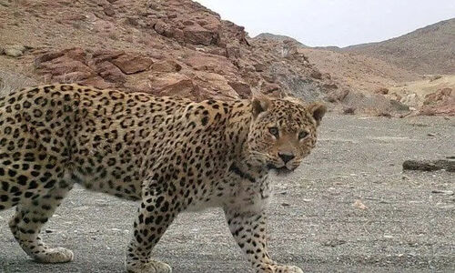 شگفتی در پارک ملی لار؛ پلنگ ایرانی برای نخستین بار در سال‌های اخیر دیده شد!