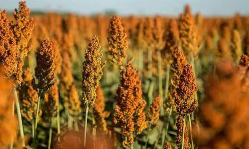 چالش نجات آب در ایران؛ چگونه کشت سورگوم می‌تواند بحران خشکسالی را مهار کند؟