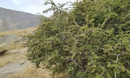 کشف زیبایی‌های بکر کوه کرکس: توسعه پسته و آلوی وحشی بومی اسدآباد