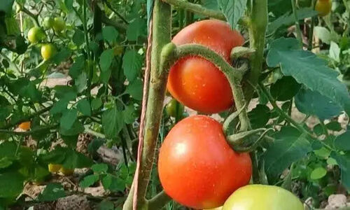برداشت شگفت‌انگیز محصولات گلخانه‌ای متنوع در دهلران آغاز شد!