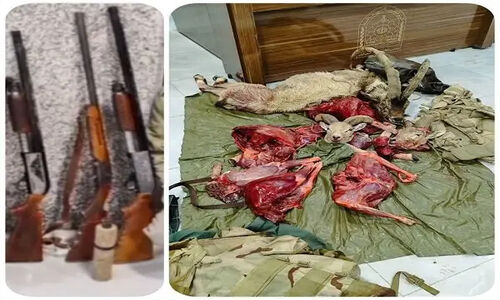 کشف حیرت‌انگیز ۵۱ قبضه سلاح شکاری و لاشه ۲۸ پرنده وحشی در مازندران؛ محیط‌بانان وارد عمل شدند!