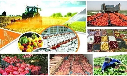 شگفتی در دزفول؛ تولید سالانه ۳ میلیون تن محصول کشاورزی با ارزآوری ۳۵۰ میلیون دلاری!