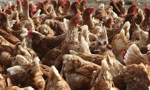 شتاب چشمگیر تولید مرغ در آذربایجان غربی؛ آیا بازار گوشت به آرامش می‌رسد؟