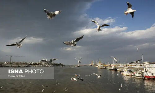 آغاز سرشماری پرندگان در کرمانشاه از ۱۵ دی