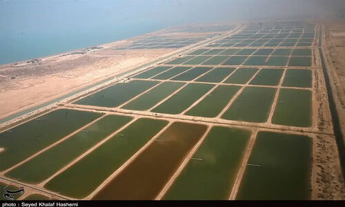 شهرک مولد شیلاتی تنگستان؛ گام بلند در جهش تولید و اقتصاد دریا‌محور