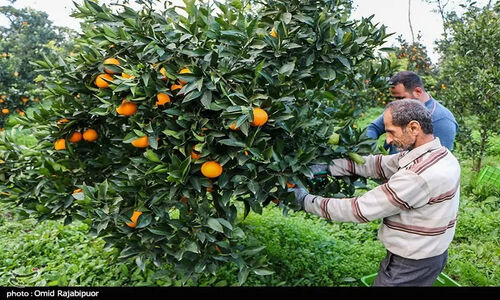 کشاورزی ‌مبتنی بر فناوری در شمال/ شناسنامه الکترونیکی باغات صادر شد