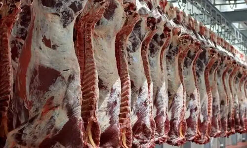 ۶ برابر گوشت تولیدی در خراسان شمالی روزانه خام فروشی می‌شود