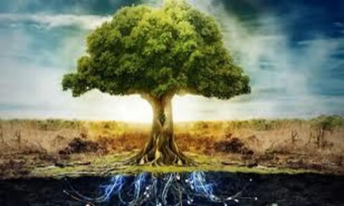 ۱۲ درخت مقدس چه رازی را حمل می‌کنند؟