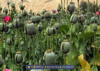 کشت مخدر داخل کشور؛ مسئولان درگیر بررسی، سودجویان مشغول برداشت!